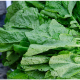 eat green