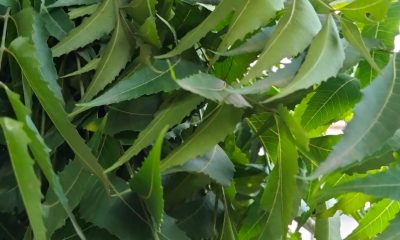 NEEM LEAF