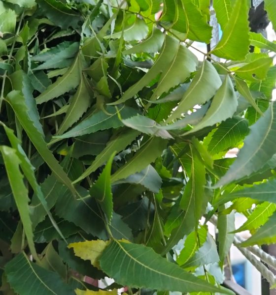 NEEM LEAF