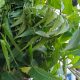 NEEM LEAF
