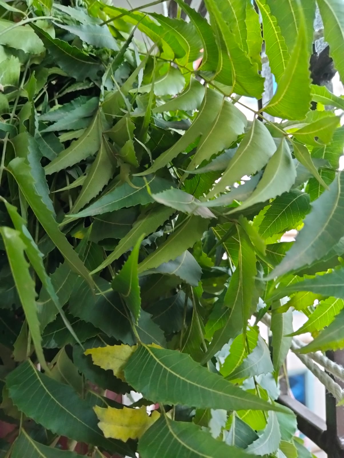 NEEM LEAF