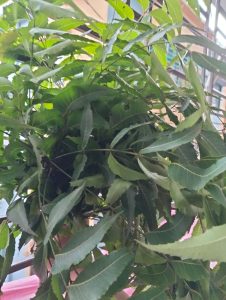 NEEM LEAF